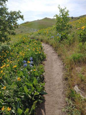 Twin Peaks Avenue Trail