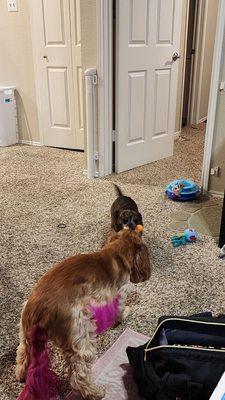 DFW Pet Sitting Services