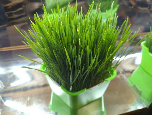 Wheatgrass