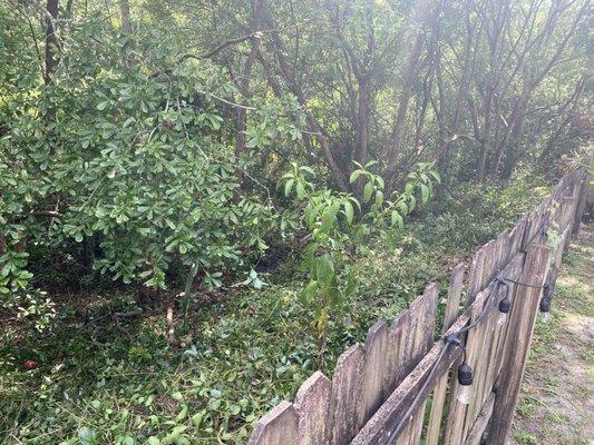 Blu-Moon Property Remediation