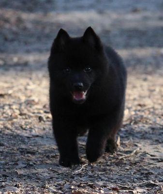 Weatherford Animal Clinic