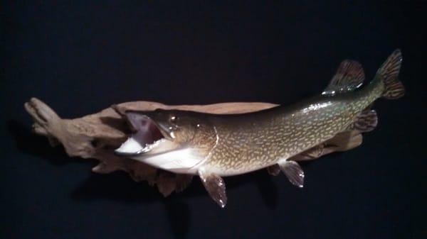 Dave's Fish Mounting