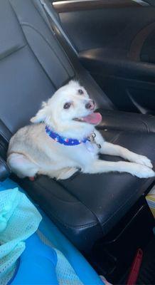 Sydney's Pet Resort and Spa