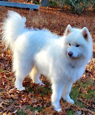 Becky’s Fuzzy Bun’s