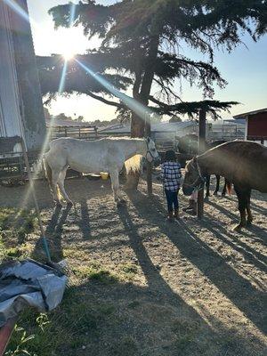 Nola Giddings Peruvian Paso Horses