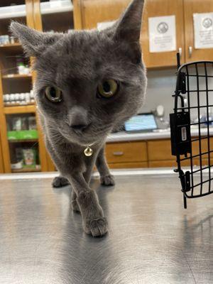 Caring Hands Animal Hospital