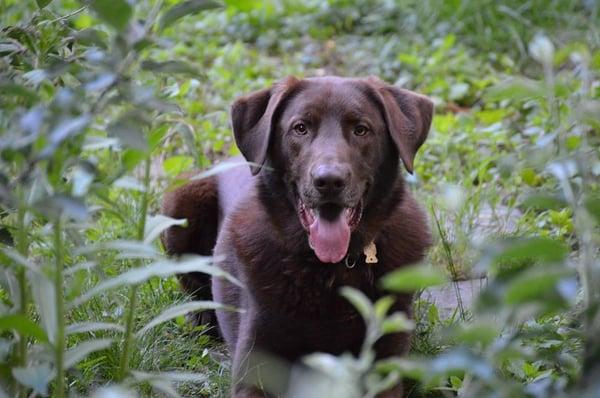 Fur, Fins and Feathers