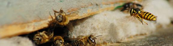 Central Ohio Exterminating