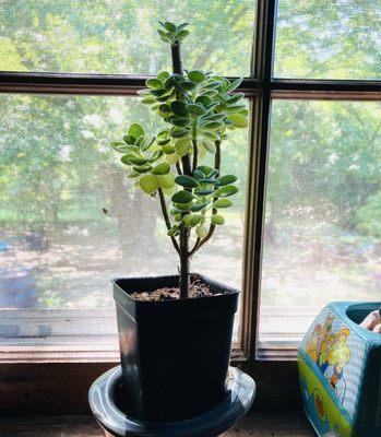 Kitchen window plant