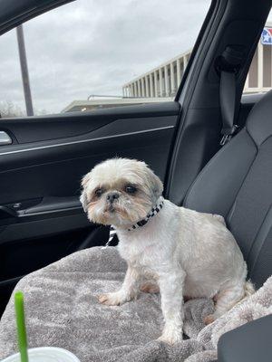 Cookeville K9 -n- Friends