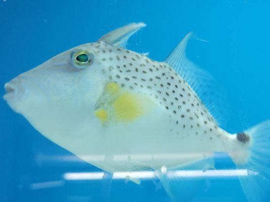 Ocean Reef's Den -ORD Aquatics