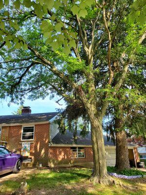 Daniel's Lawn And Tree