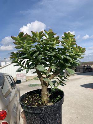 Wagner Farms & Greenhouse