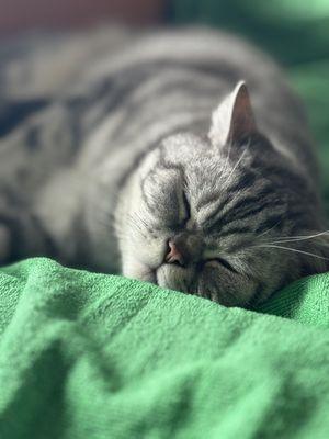 Our cat has been in good hands with Sun City Animal hospital, from dental cleaning to international moves.