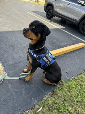 Paradise Home & Pet Services