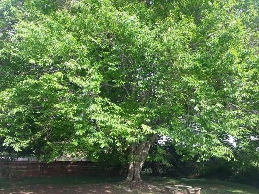 Massage Associates of Atlanta, LLC