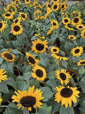 Alsip Home & Nursery