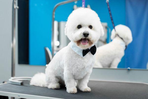Joann's Pet City Grooming