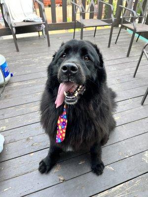 Samy's Pets Mobile Grooming