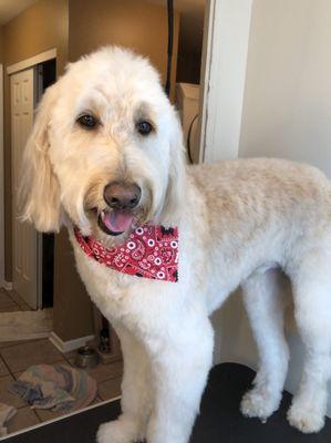 Jackie's Dog Salon / A Dog's Point of View