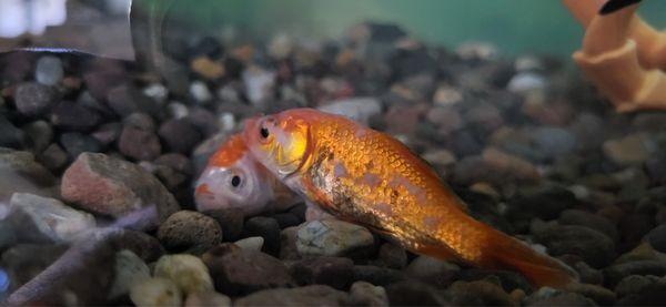 Las Vegas Exotic Fish