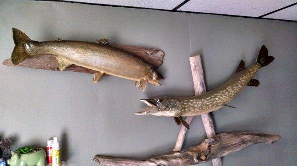 Motorcity Taxidermy