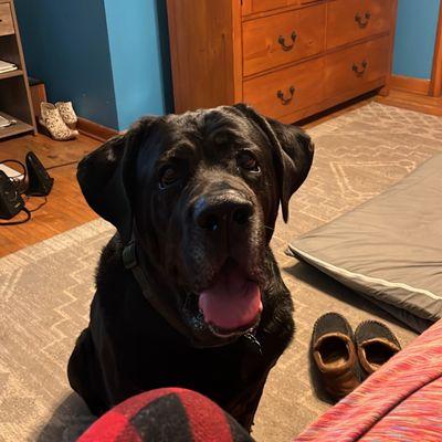 Village Veterinary Clinic