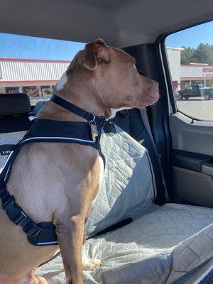 Academy Pet Hospital