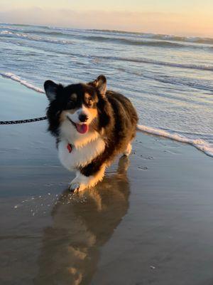 Dallas Veterinary Surgical Center (DVSC) - North Dallas