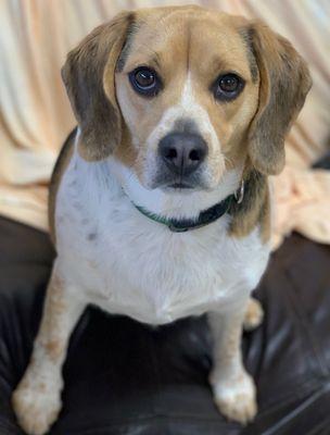 Our beagle named Duke for the wall!