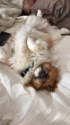 Lulu’s Haute Doggie Spa & Pet Services