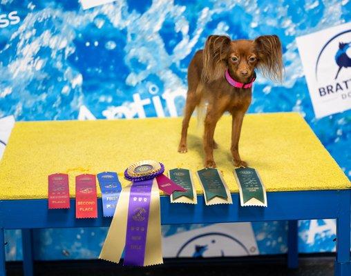 Animal Sitters of N Ft Myers & Cape Coral