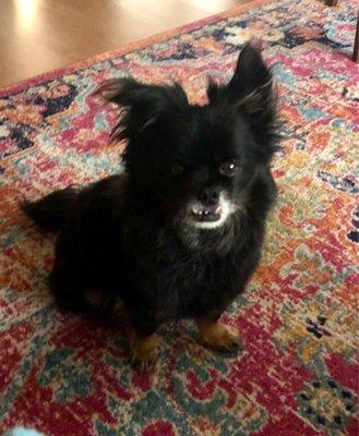 Verde Valley Humane Society