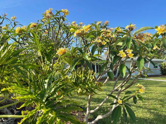 Guccione Architectural Landscape Designs