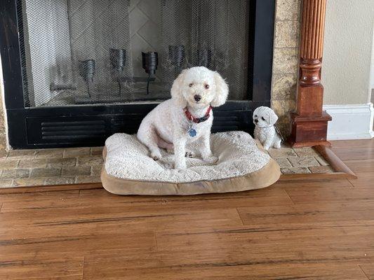 Splash and Dash Groomerie & Boutique