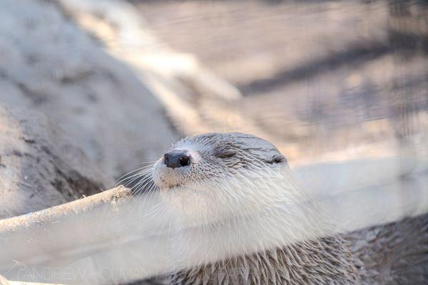 river otter