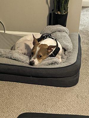 Athens-Clarke County Animal Control