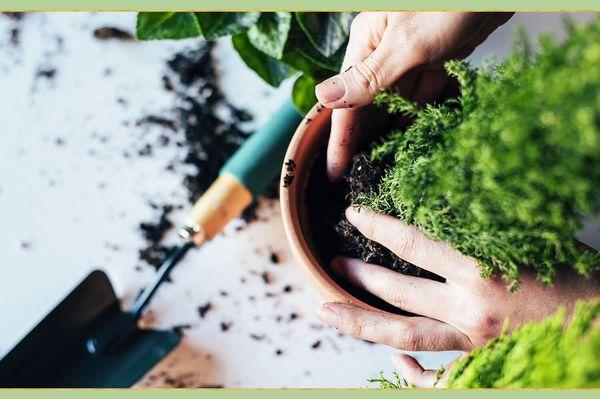 Gardens & Apothecary