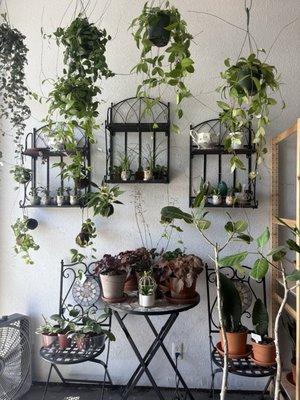 Plant wall!