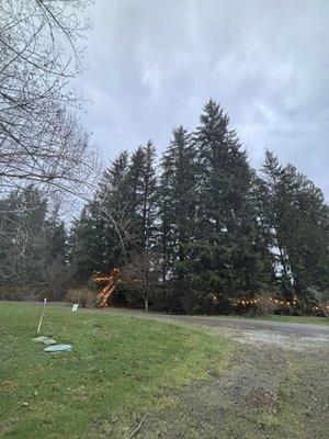 Mountain View's Tree House Joint