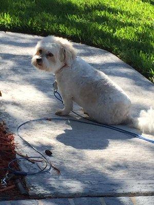 The Dirty Dog Pet Grooming