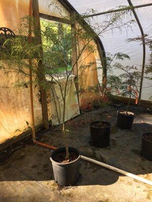 Lloyd's of Landscape