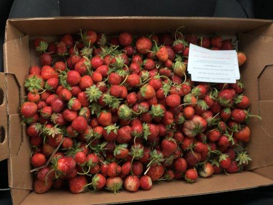 John and Linda's u-pick Fruit and Berry Farm