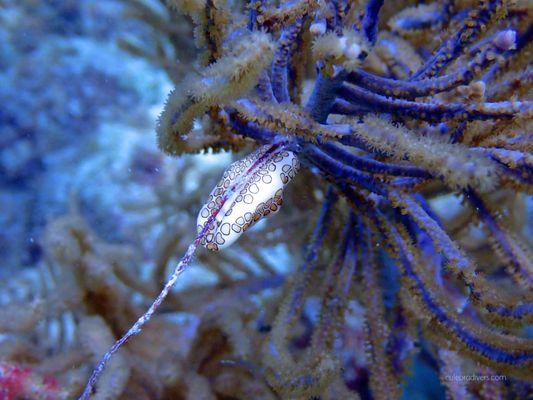 Compass Dive and Sail