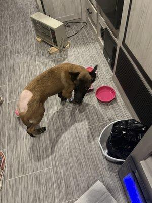 Old Hatchie Veterinary Clinic