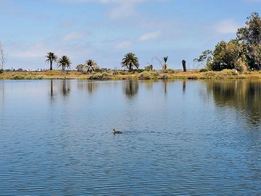 Palo Alto Duck Pond