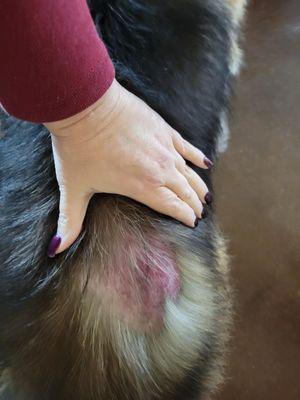 Bubbles & Bows Pet Grooming & Boutique