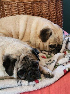 Cute and Cuddly Pet Services