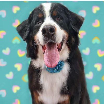 Park Slope Bubbles Mobile Dog Salon