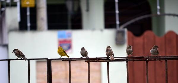 Bed Bugs Extermination